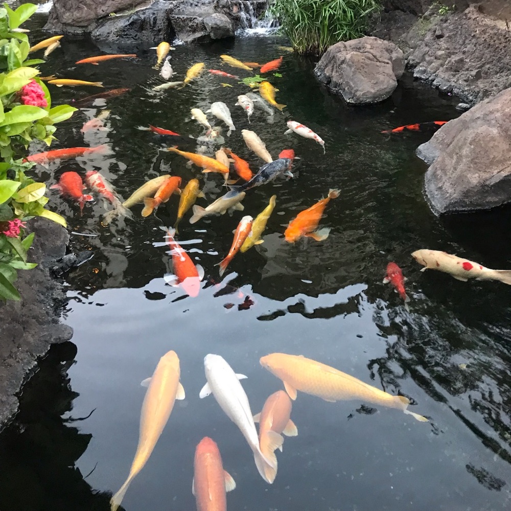 Meet your Posher, Bill